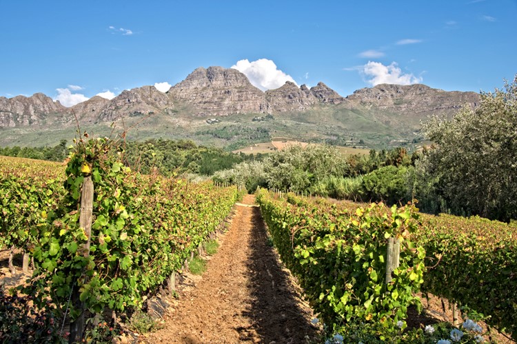 Wijngaarden bij Stellenbosch, Zuid-Afrika